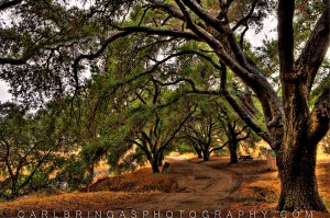California Live Oak Trees Photographed and Touched up by Carl Bringas