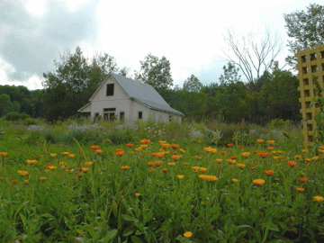 The Goldpetals Barn surrounded by the flowers used in the natural skin care products.